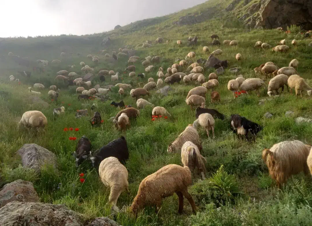 قوچ مغانی دامازدخ|حیوانات مزرعه|اهر, |دیوار