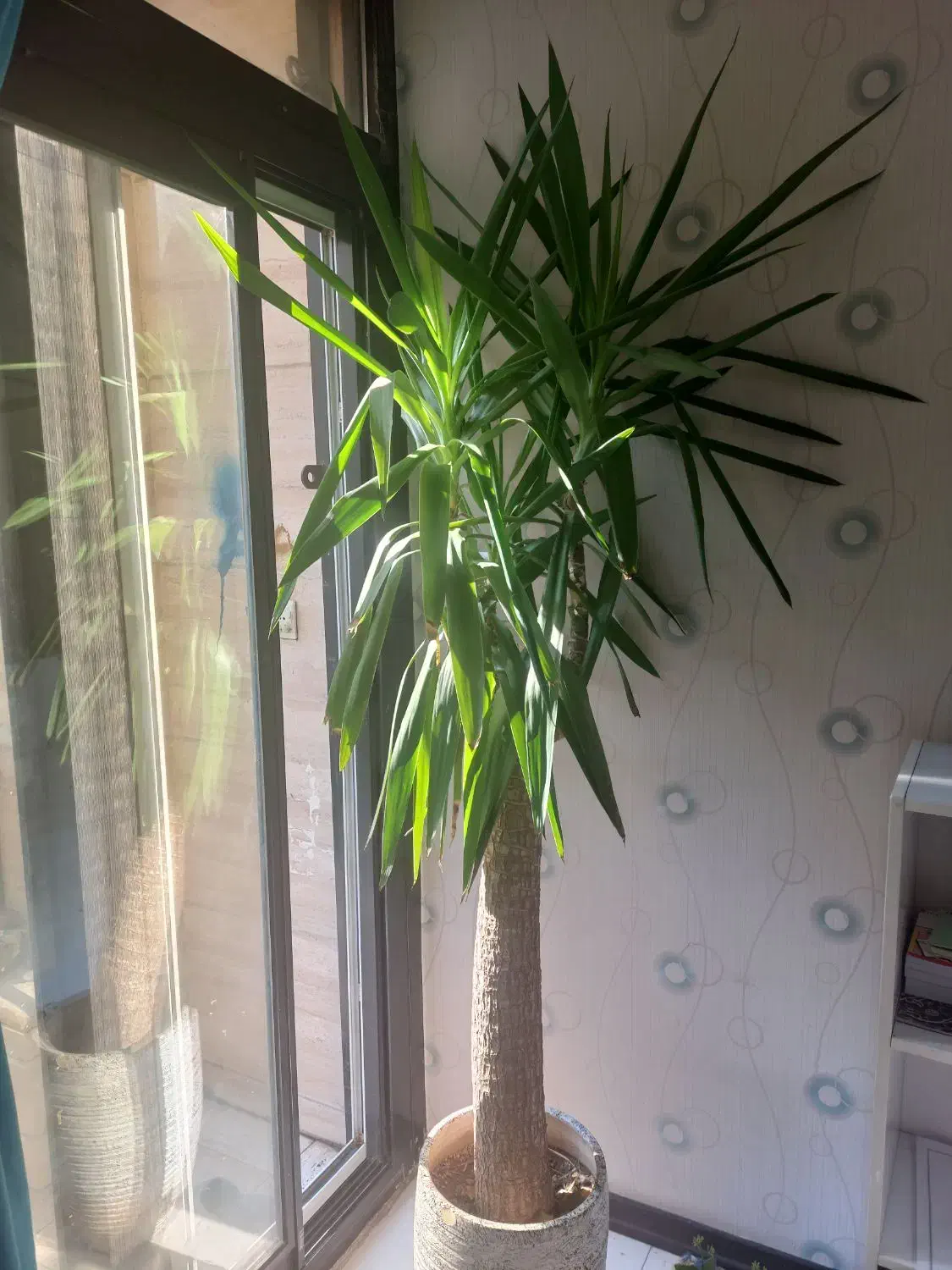 گل و گلدان یوکا|گل و گیاه طبیعی|تهران, تهرانسر شمالی|دیوار