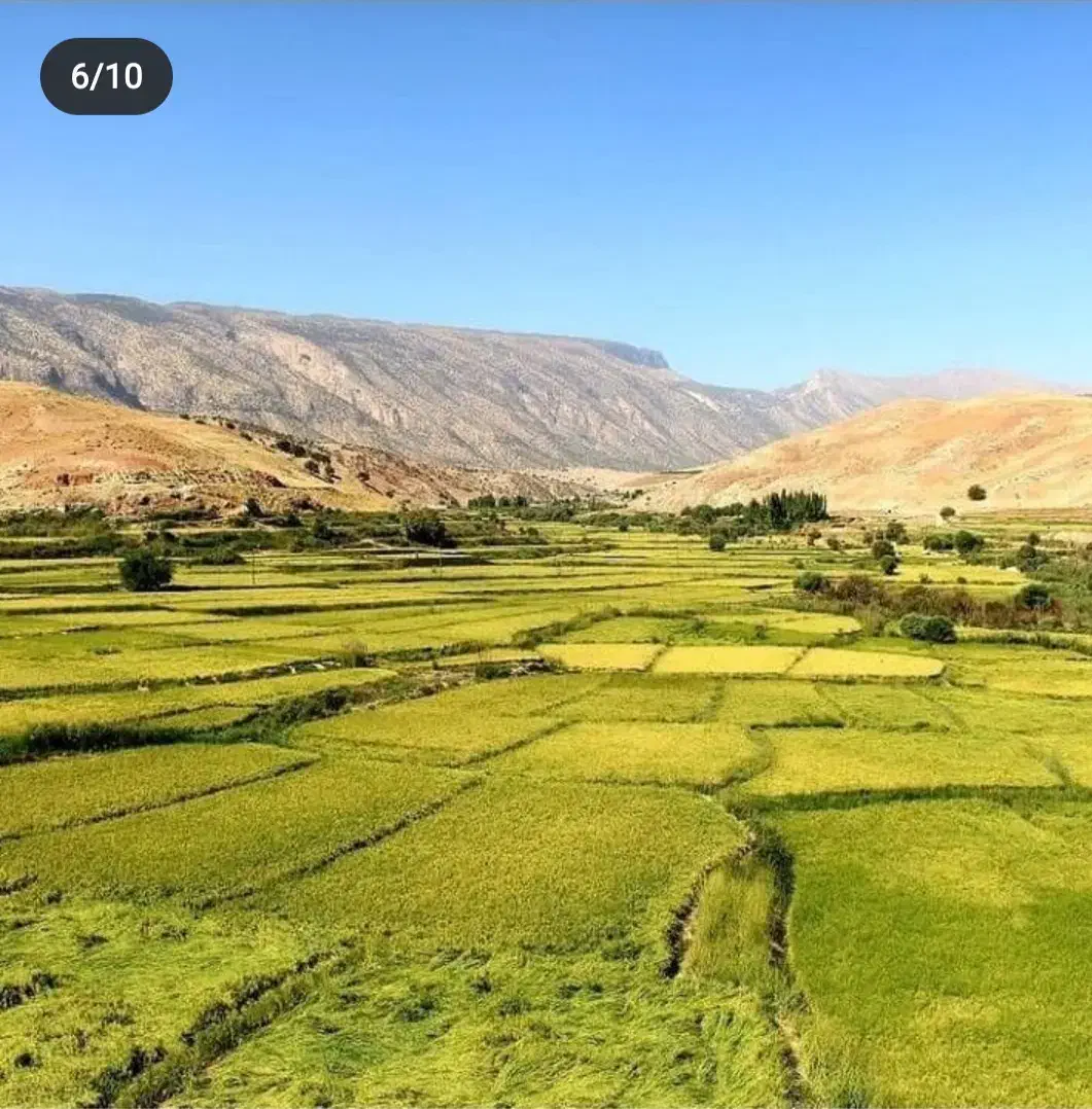 برنج عنبربو|خوردنی و آشامیدنی|کارزان, |دیوار