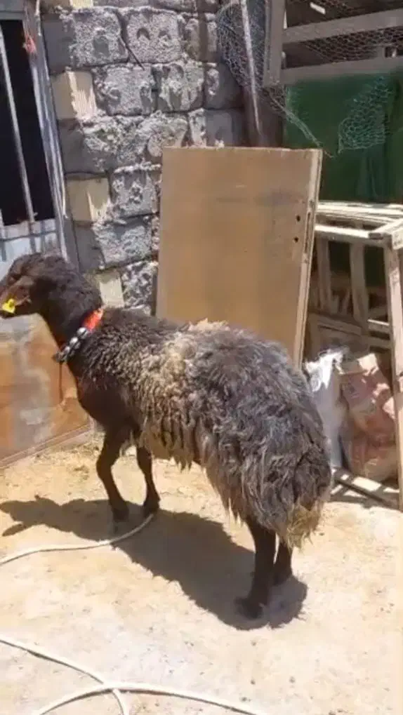 شیشک قوچ همو وبره ریز|حیوانات مزرعه|نجف‌آباد, حومه نجف آباد|دیوار