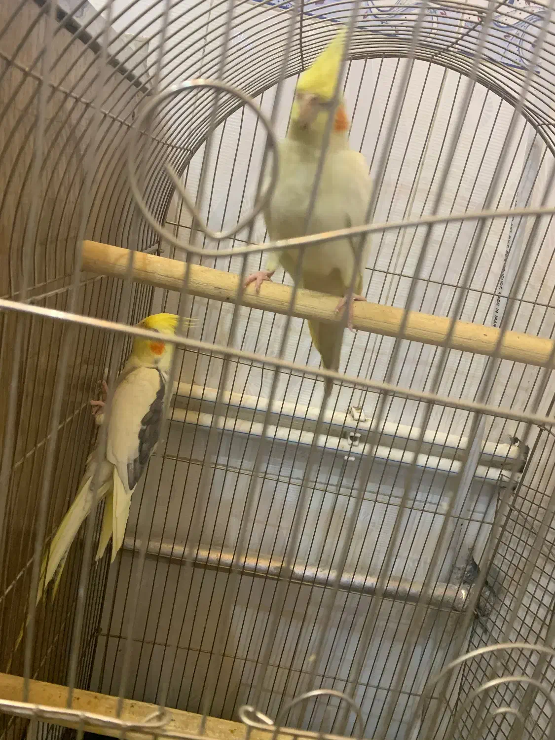 ۳ عدد عروس هلندی|پرنده|سلماس, |دیوار