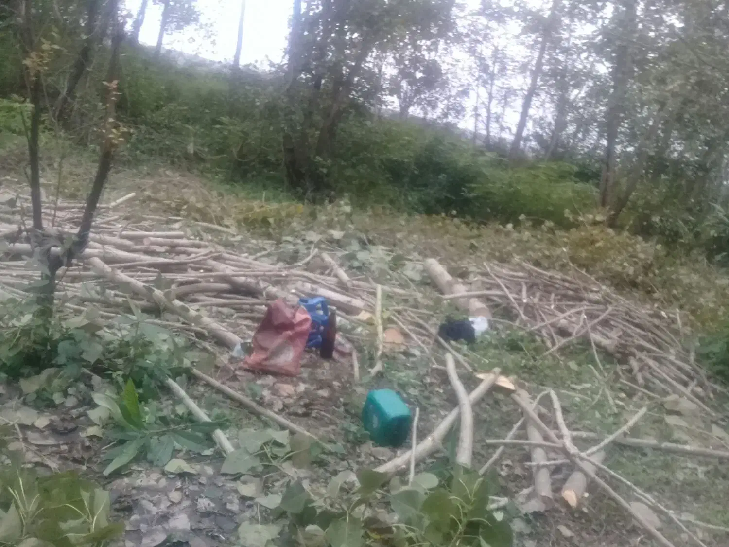 خرید چوبهای ساختمانی|خدمات باغبانی و درختکاری|رشت, منظریه|دیوار