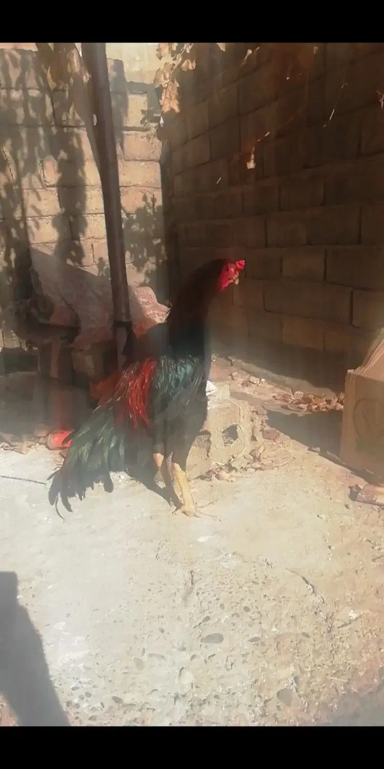 دوتا خروس افغان خالص|حیوانات مزرعه|وزینه, |دیوار