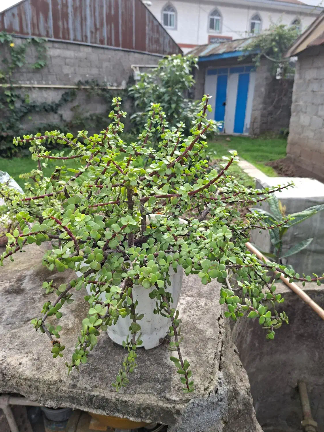 فروش گل زینتی|گل و گیاه طبیعی|رشت, دیلمان|دیوار