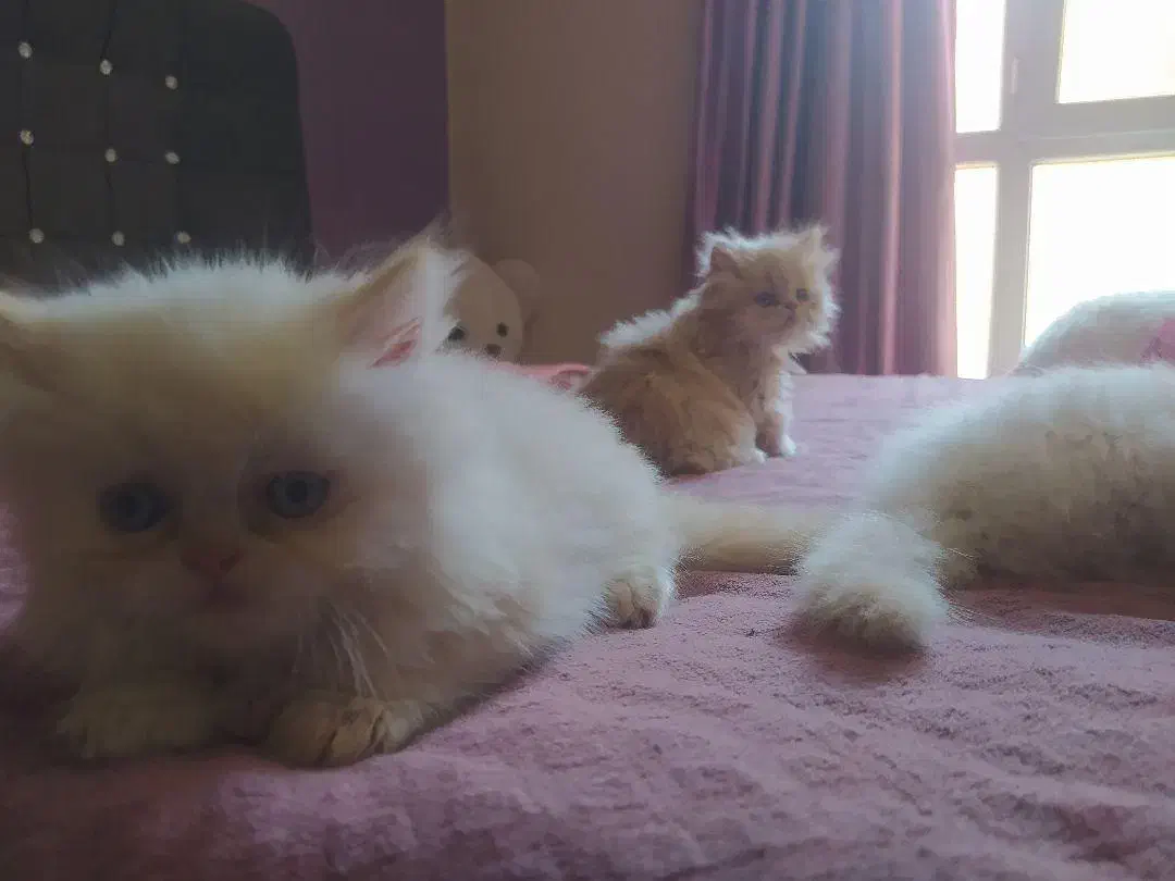 گربه دوماهه هیمالین|گربه|هشتگرد, شهرک ایران خودرو|دیوار