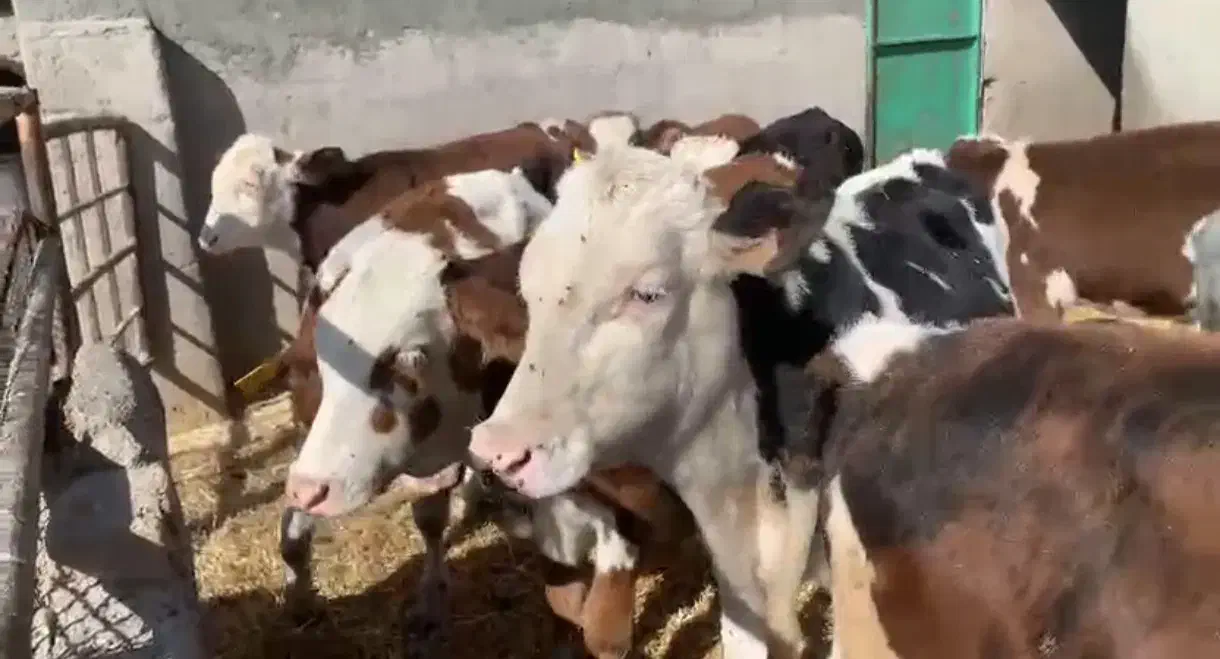 گوساله نر سمینتال|حیوانات مزرعه|اراک, |دیوار