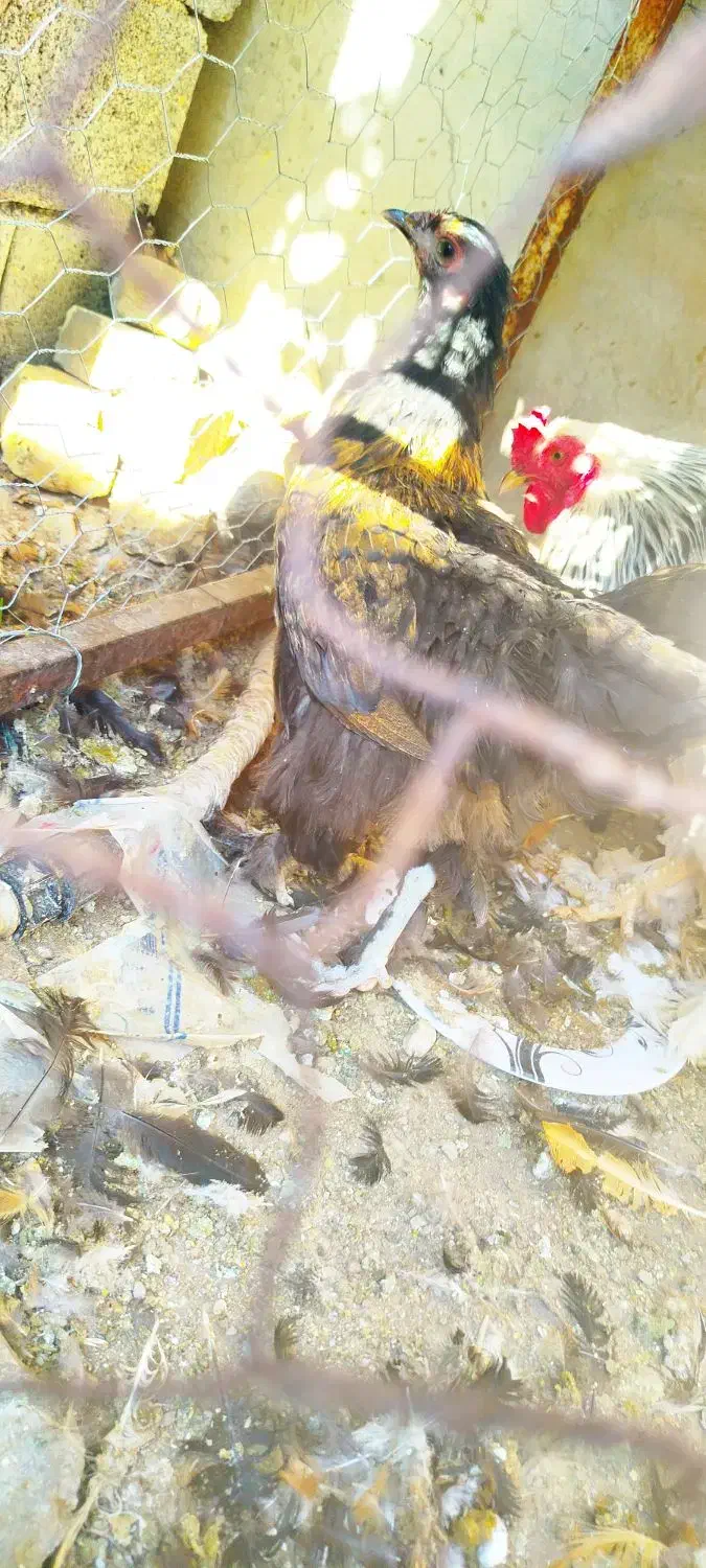 مرغ برهما|حیوانات مزرعه|داراب, |دیوار