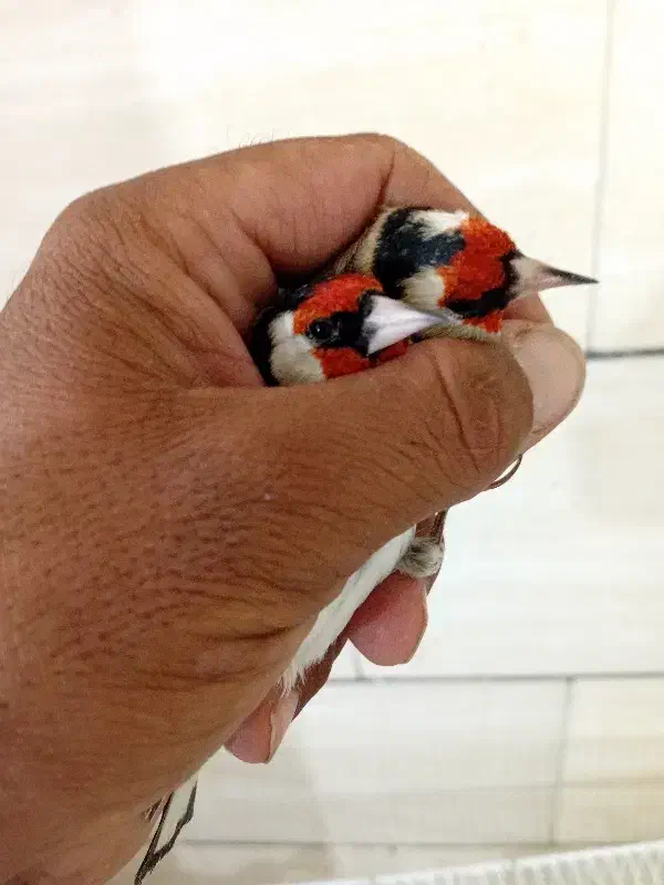 سهره سرسیاه و کرمونی|پرنده|شیراز, شهرک ولیعصر|دیوار