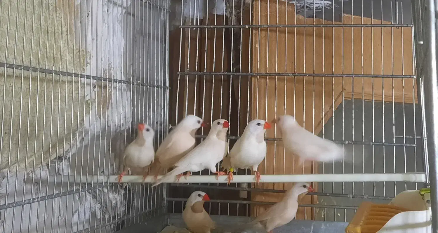 فنچ کراواتی|پرنده|قزوین, |دیوار