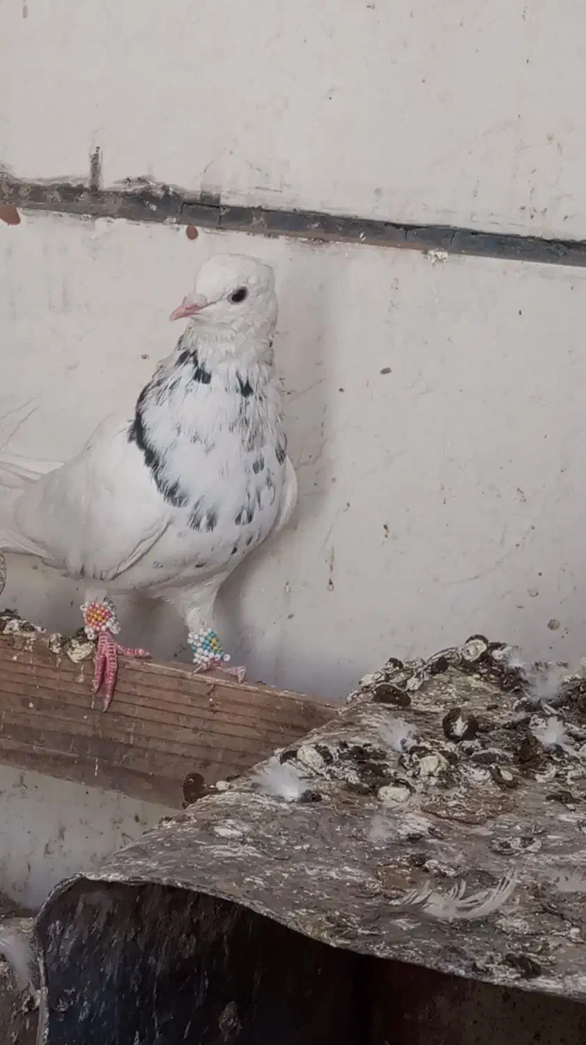 کفتر طوقی هفترنگ|پرنده|سبزوار, گلشن|دیوار