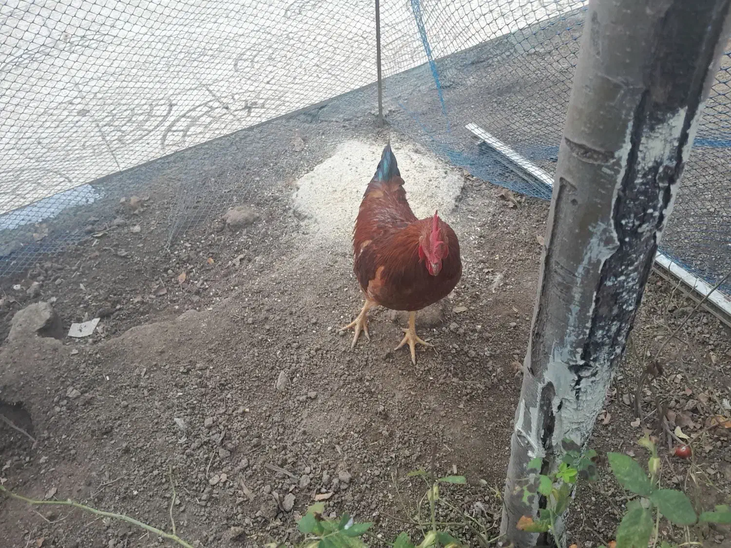 مرغ و خروس|حیوانات مزرعه|کلیبر, |دیوار