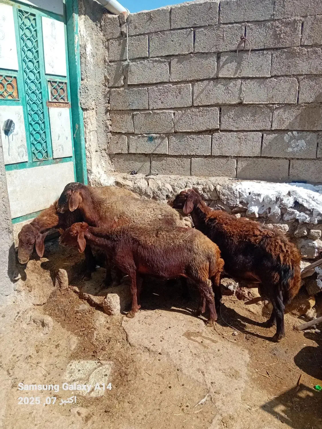 ۴عددگوسفند جوان سرحال بوغاز برای نگه داشتن|حیوانات مزرعه|اردبیل, |دیوار