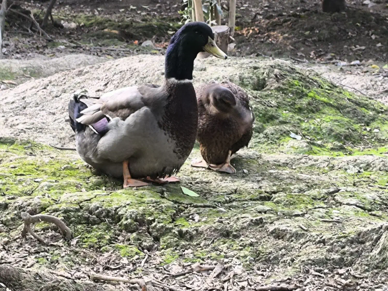 اردک روئن وارداتی درجه یک|حیوانات مزرعه|قائمشهر, |دیوار