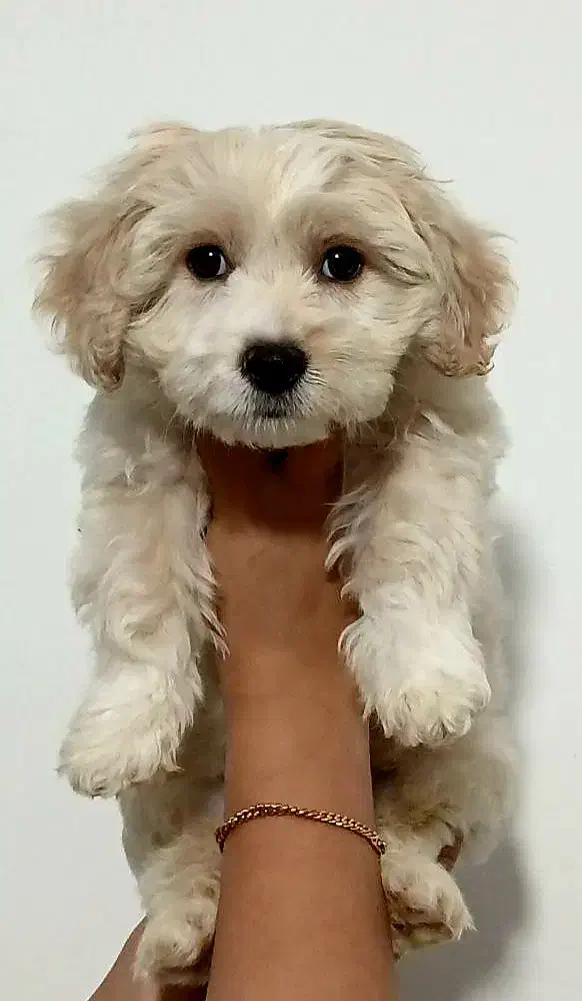 میکس مالتیز پودل|سگ|رشت, گیل|دیوار