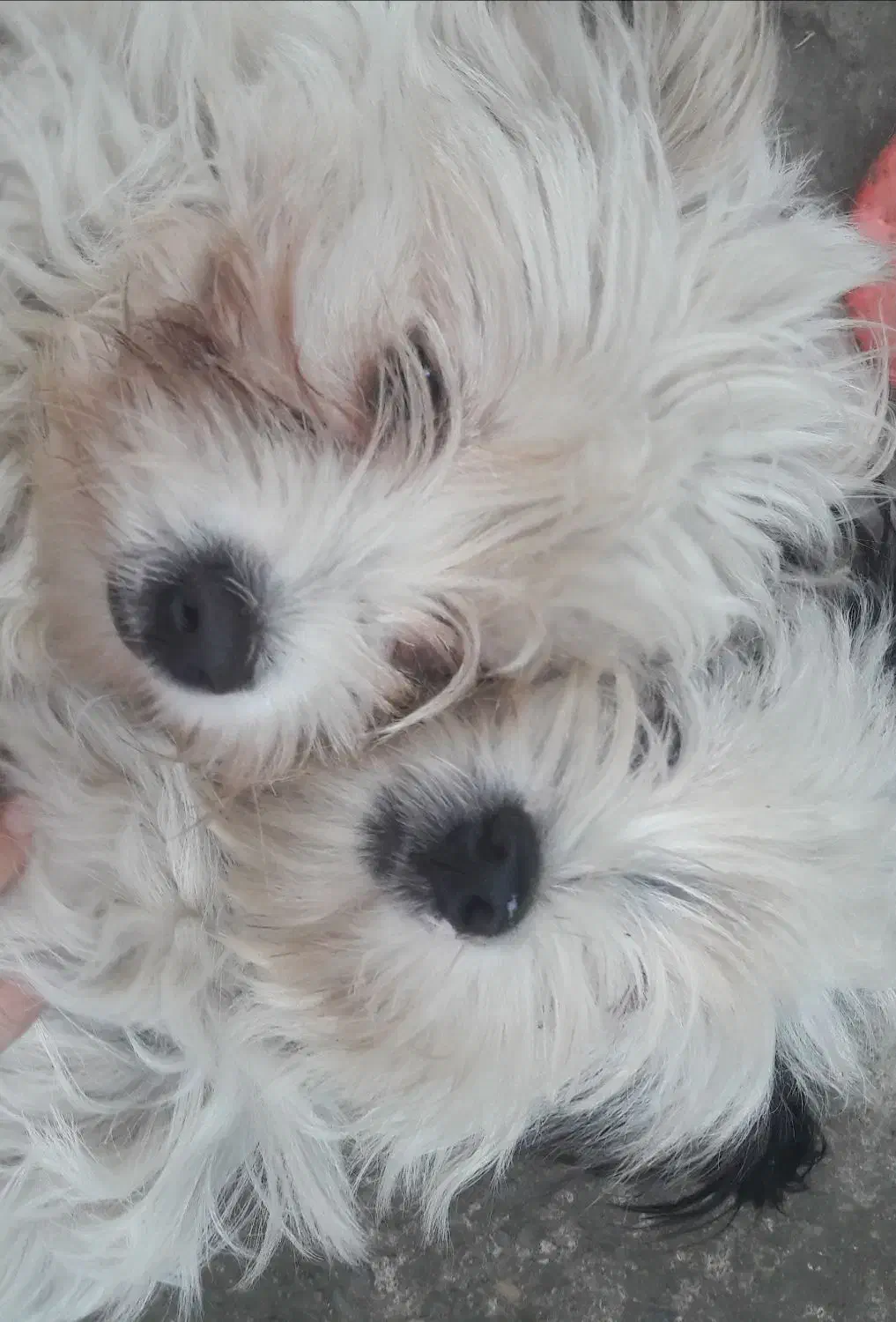 سگ پشمالو|سگ|لاهیجان, بازکیاگوراب|دیوار