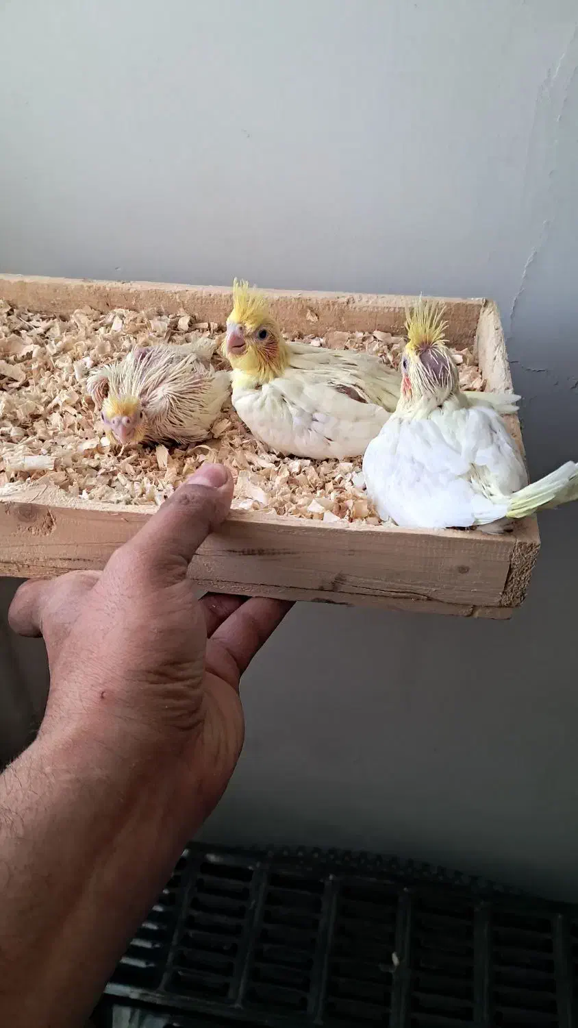 عروس هلندی لوتینو زعفرانی|پرنده|ابهر, |دیوار