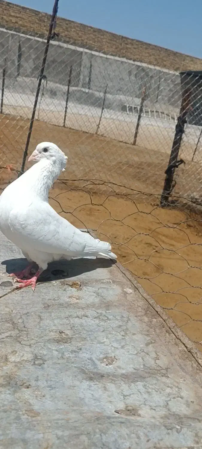 کبوتر|پرنده|چگنی, |دیوار