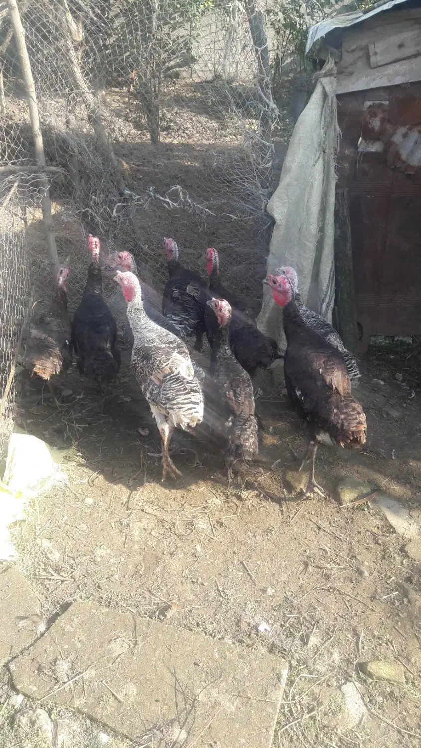 مرغ وبوقلمون|حیوانات مزرعه|تالش, هشتپر|دیوار