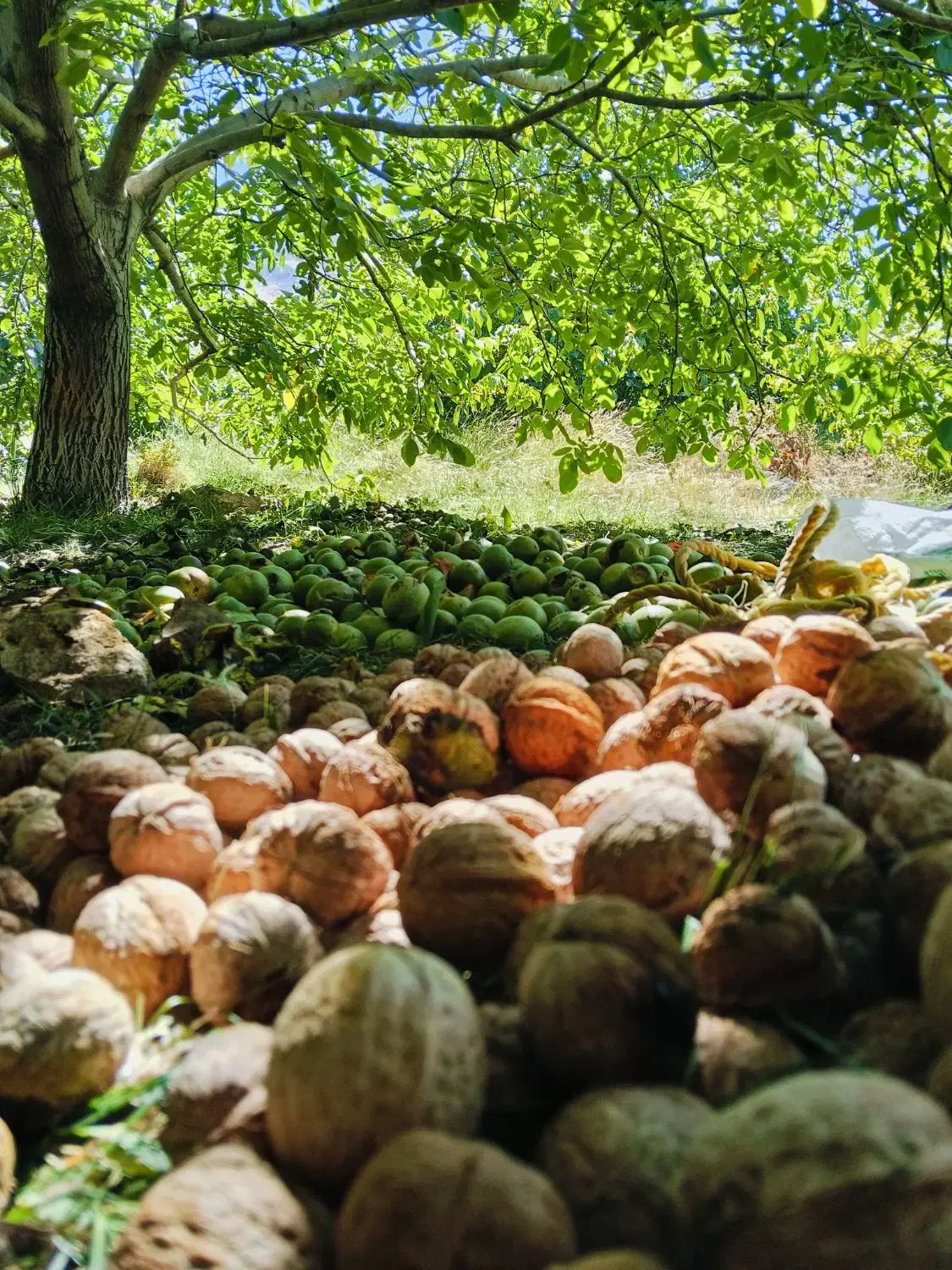 گردوی درجه یک|خوردنی و آشامیدنی|خاوه, |دیوار
