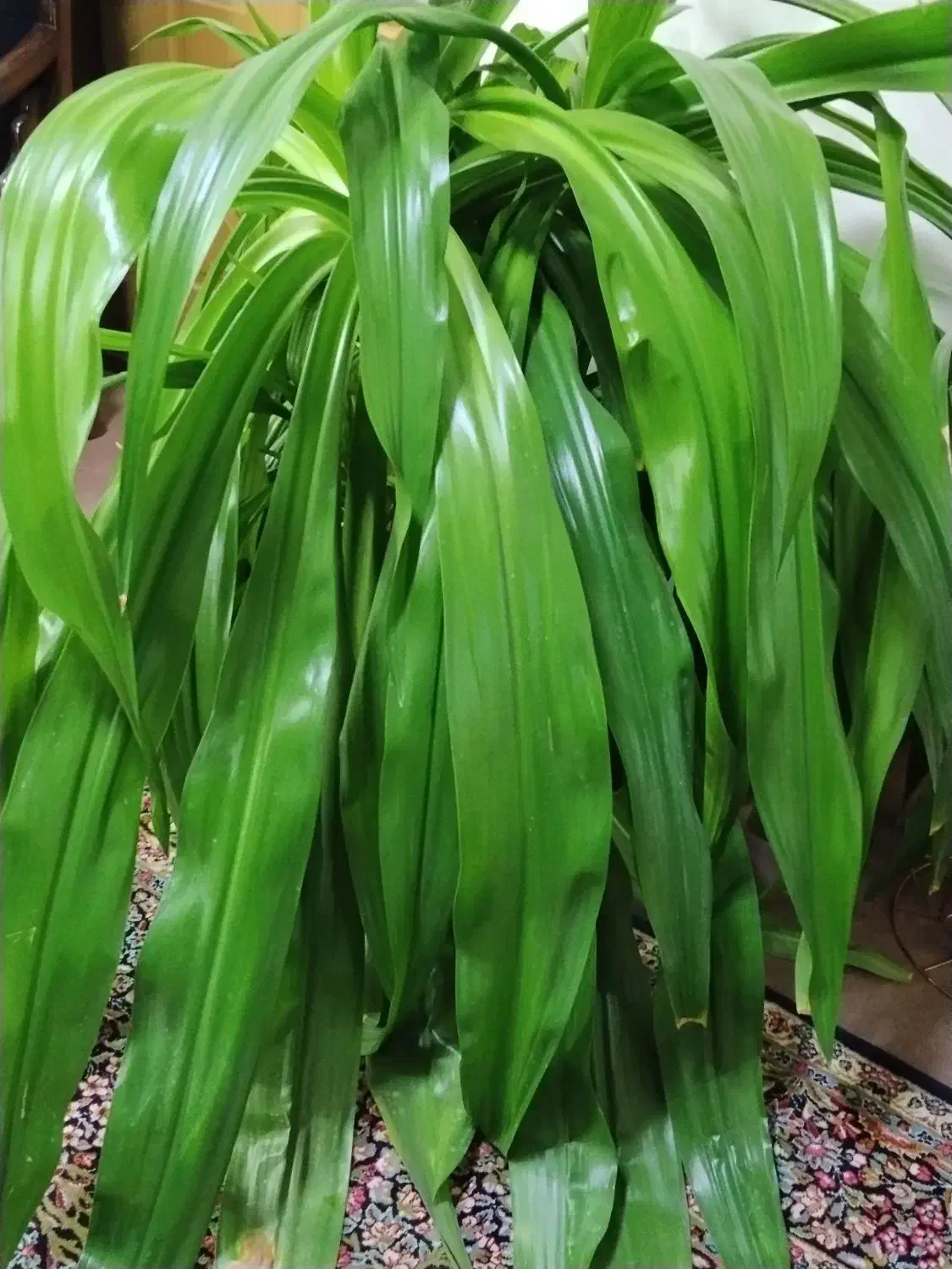 گلدان گل برگ موزی|گل و گیاه طبیعی|کرمان, |دیوار