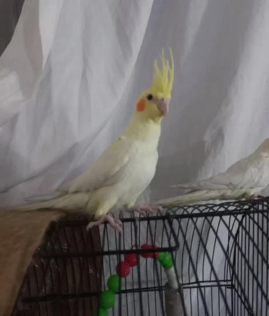 یک جفت عروس هلندی ۳ماهه|پرنده|شاهینشهر, سعدی جنوبی|دیوار