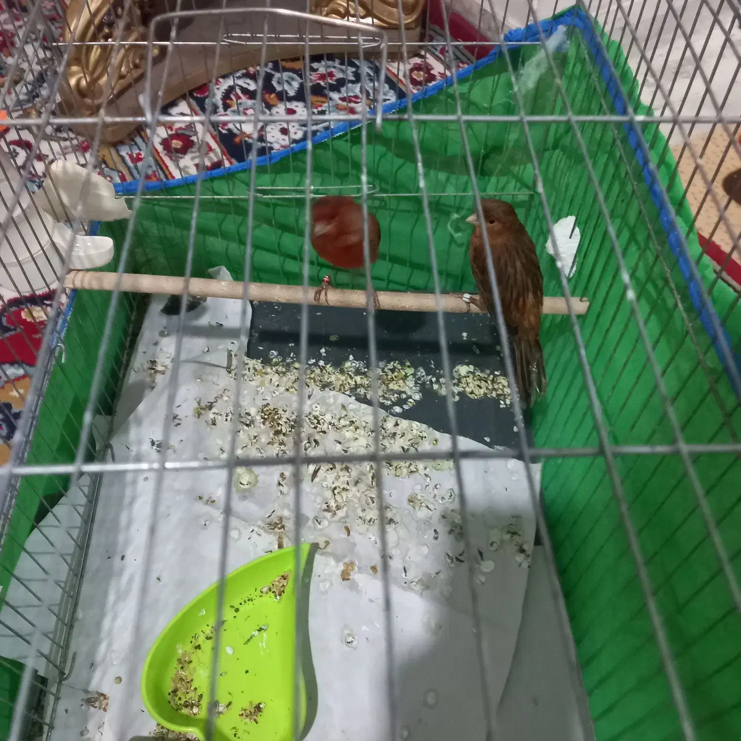 قناری سوخته|پرنده|زرند, |دیوار