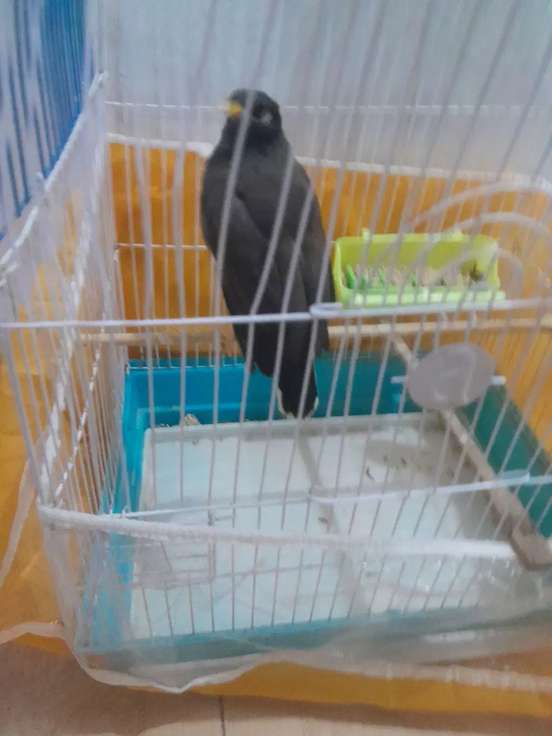 مینادستی|پرنده|تربت‌حیدریه, پائین ولایت|دیوار