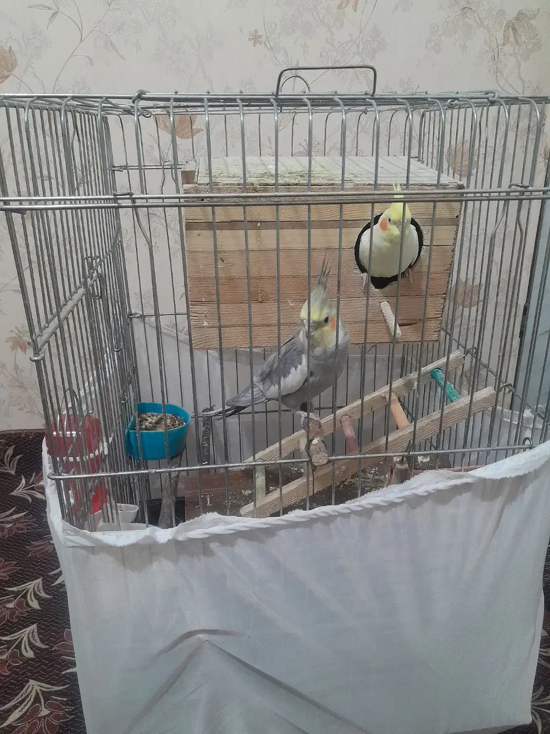 عروس هلندی|پرنده|فردوسیه, |دیوار