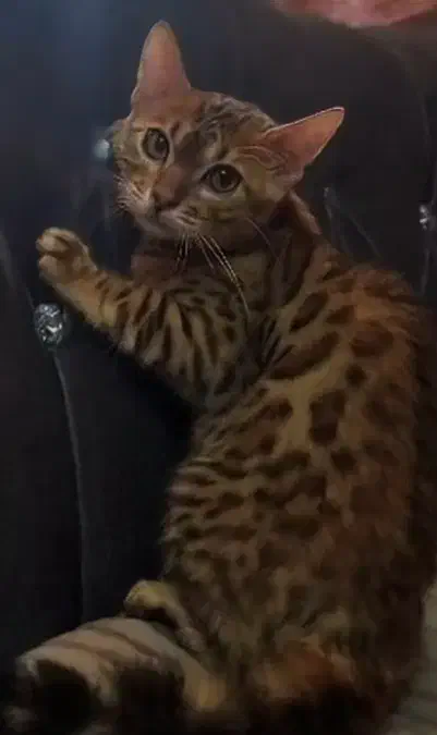 گربه بنگال|گربه|تهران, توحید|دیوار