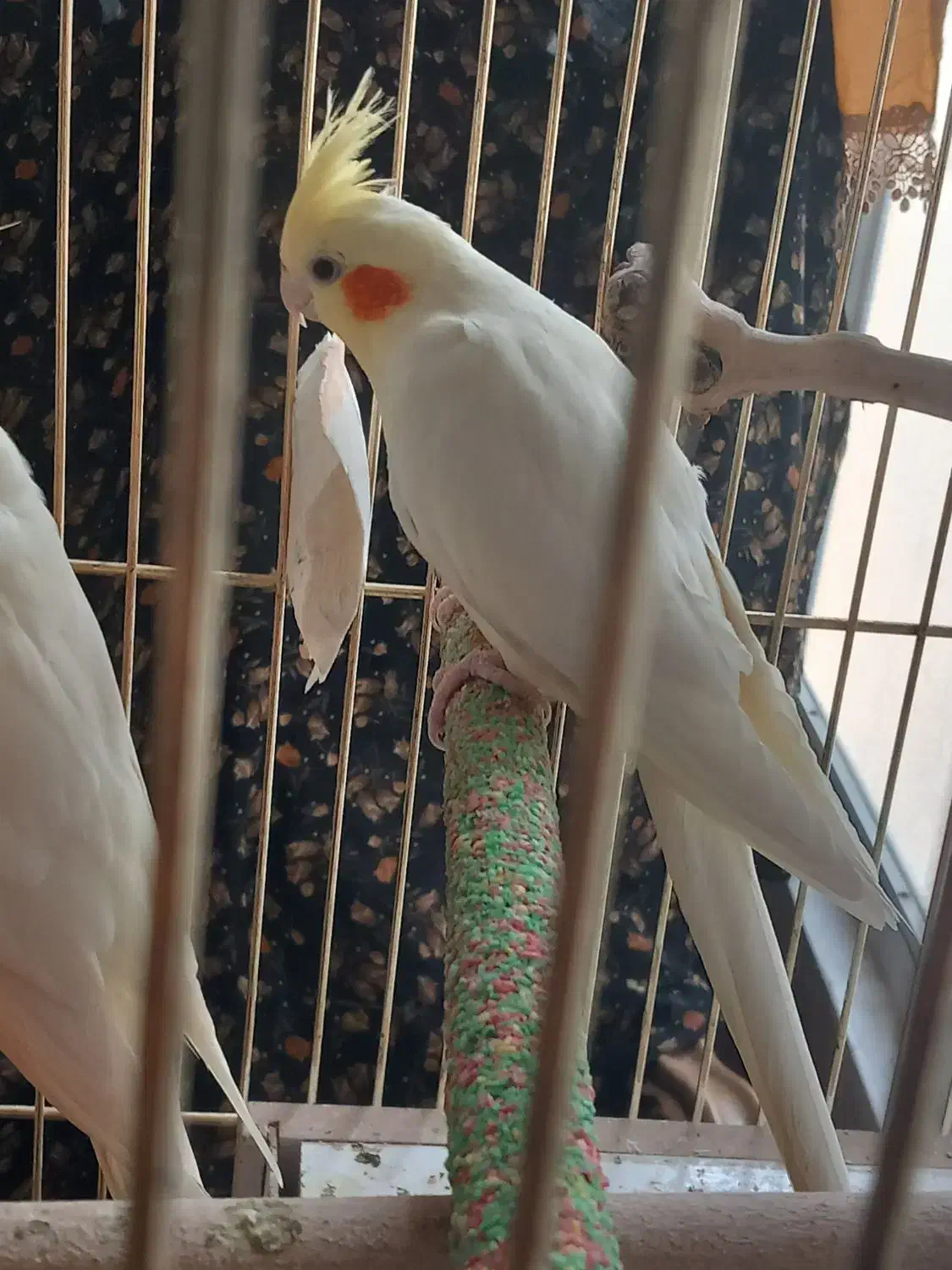 عروس هلندی لوتینو ماده آمادهی جفت|پرنده|اصفهان, چشمه باقرخان|دیوار