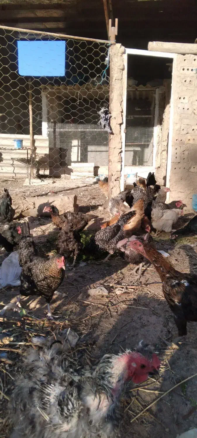 مرغ بوقلمون غاز خانگی|حیوانات مزرعه|نیشابور, خیام|دیوار