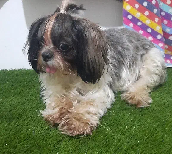 سگ شیتزو تریکالر نمکین و باادب|سگ|ارومیه, |دیوار