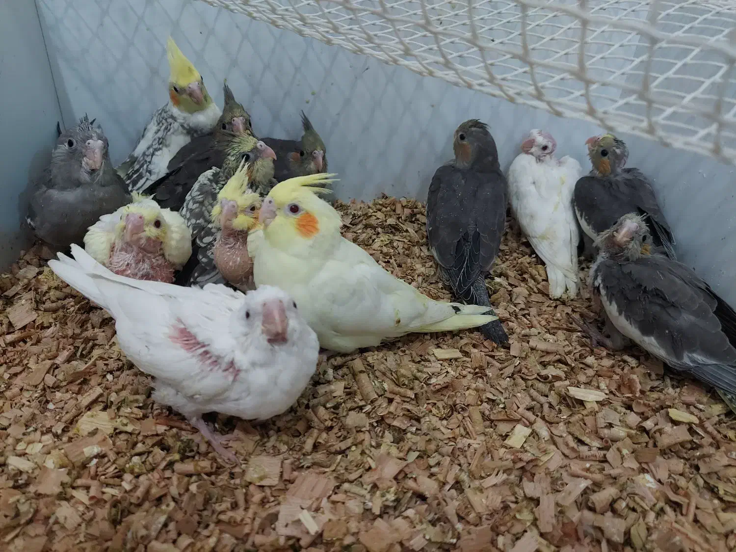 جوجه عروس هلندی|پرنده|دامغان, |دیوار