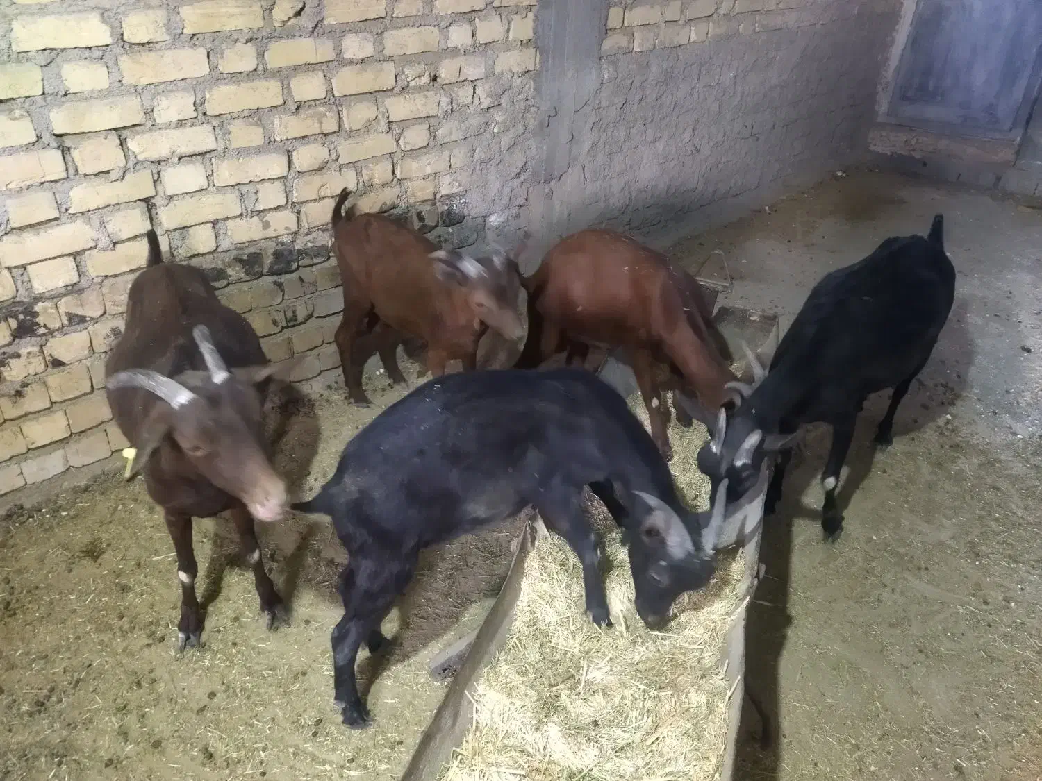 بز مورسیا|حیوانات مزرعه|میمند, |دیوار