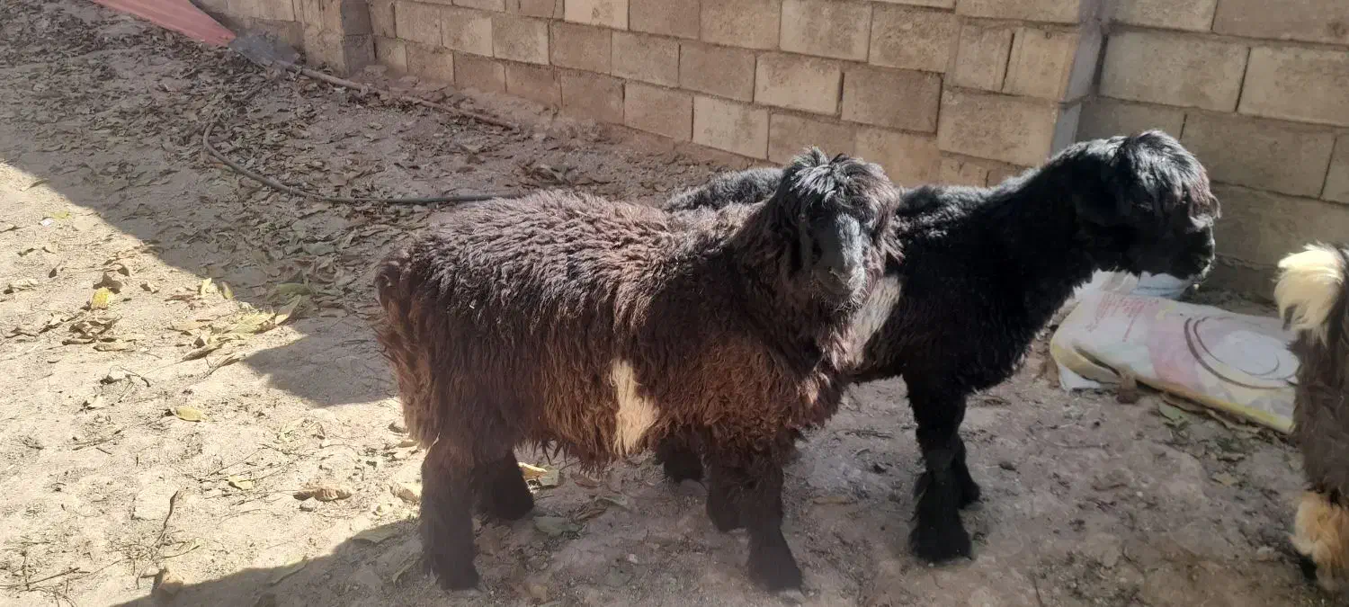 بره نر .داشتی|حیوانات مزرعه|فارسان, |دیوار