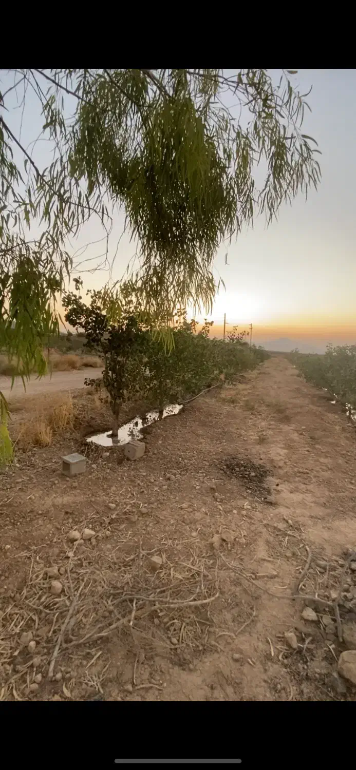 باغ پسته|فروش زمین و ملک کلنگی|شیراز, حومه شیراز|دیوار