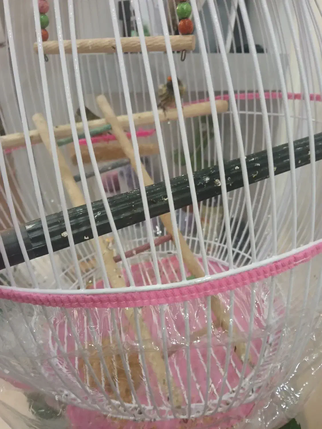 گلبسر|پرنده|مشهد, محمدآباد|دیوار