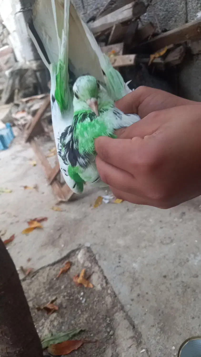 ۲۰۰۰۰۰۰|پرنده|گرگان, |دیوار