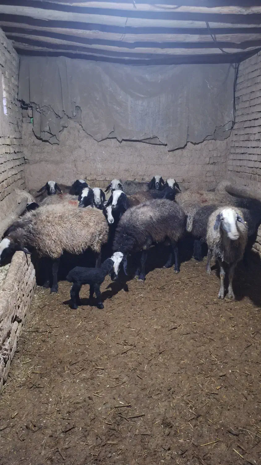 بره قوچ و میش اصیل شال معاوضه با پیکان‌وانت|حیوانات مزرعه|شال, |دیوار