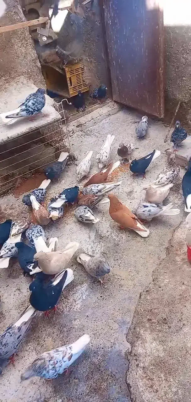 حیوان کالا نیست|حیوانات|خواف, |دیوار