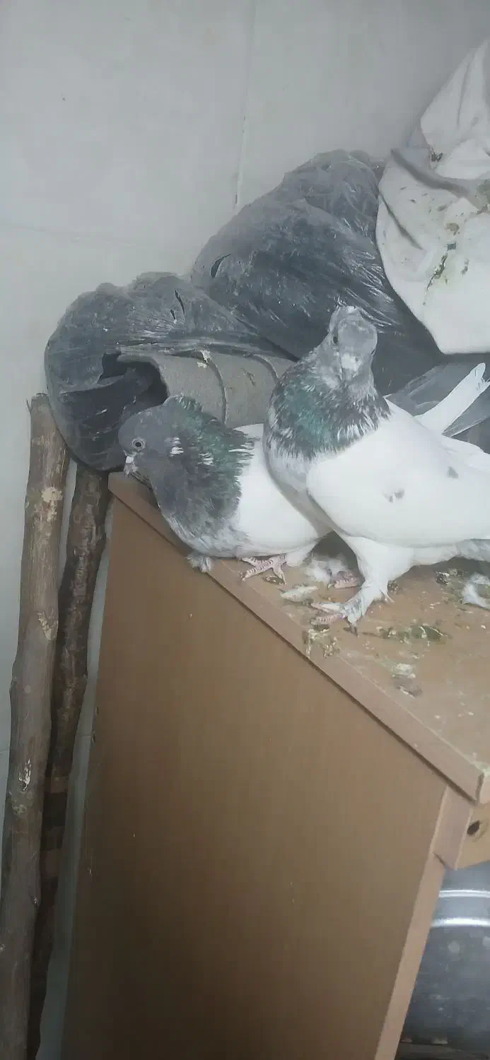 نروماده کلدم سبزکاکلی|پرنده|قم, نخودی|دیوار