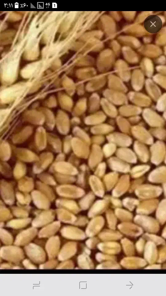 بذر گندم.اکلید|گل و گیاه طبیعی|نمین, |دیوار