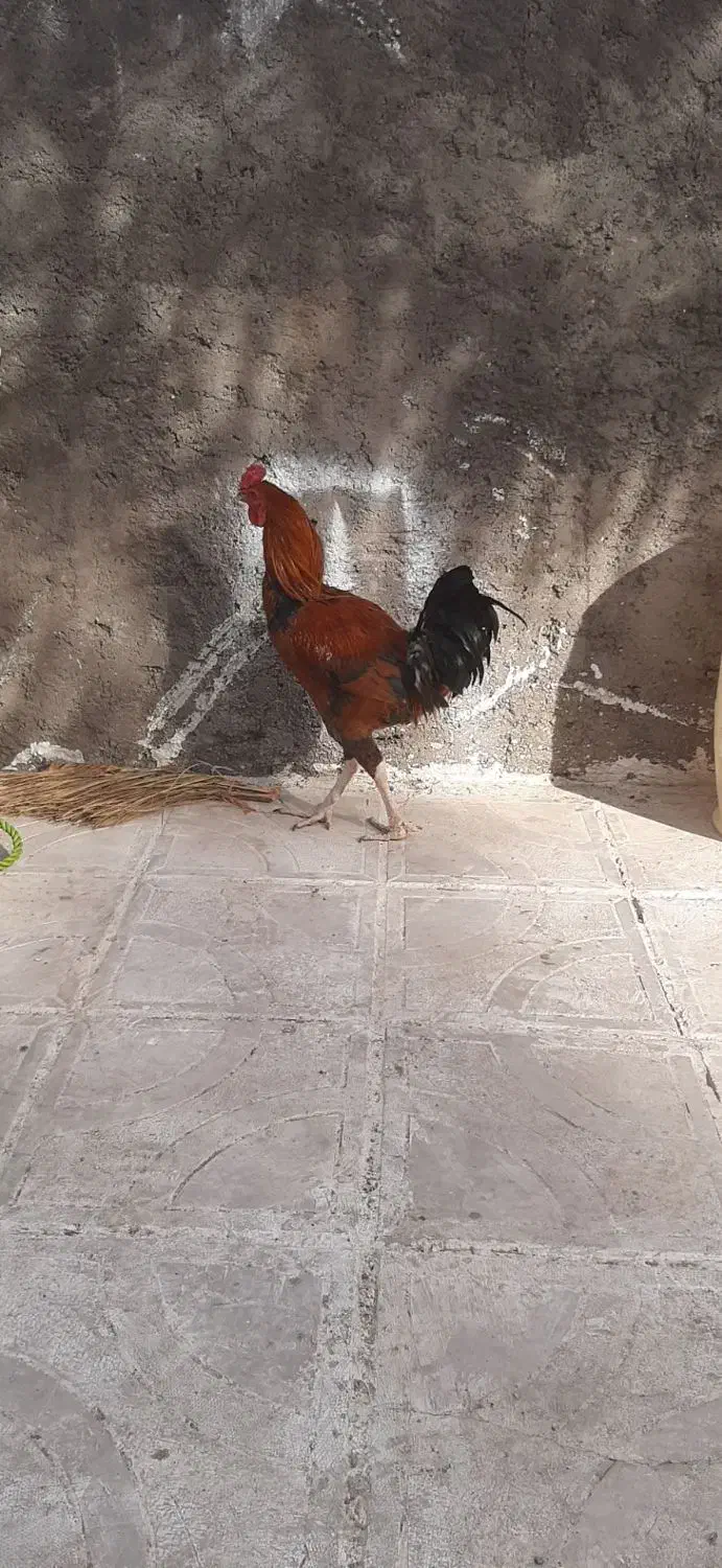 حیوان|حیوانات مزرعه|بم, |دیوار