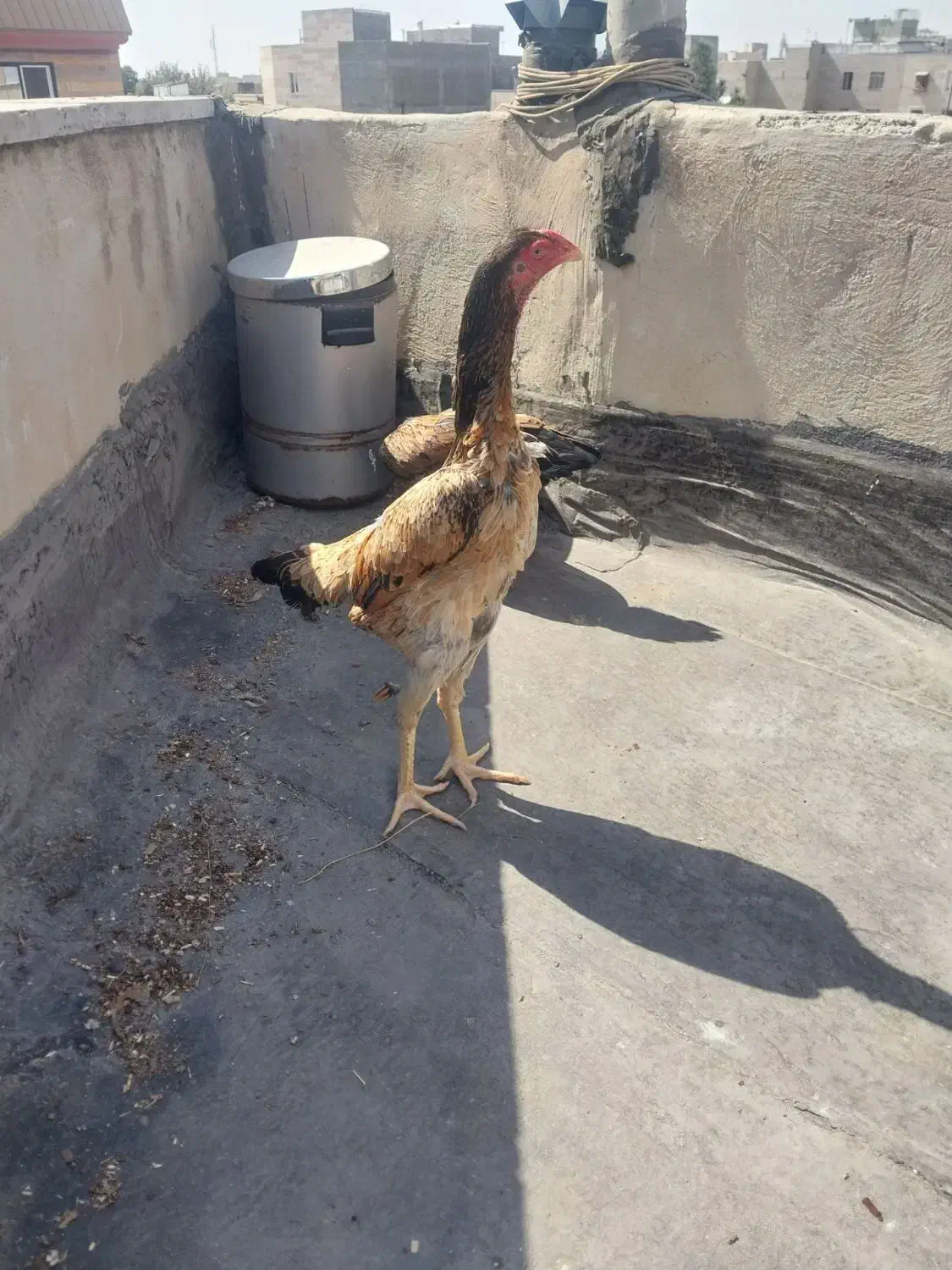 لاری اوشامو|حیوانات مزرعه|قزوین, |دیوار