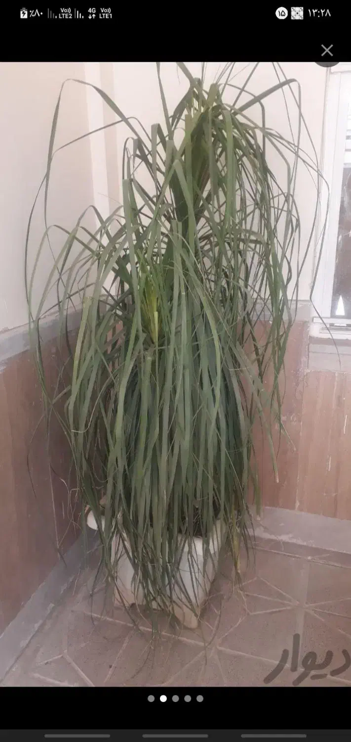 نگهداری گلهاشما|گل و گیاه طبیعی|مشهد, جنت|دیوار