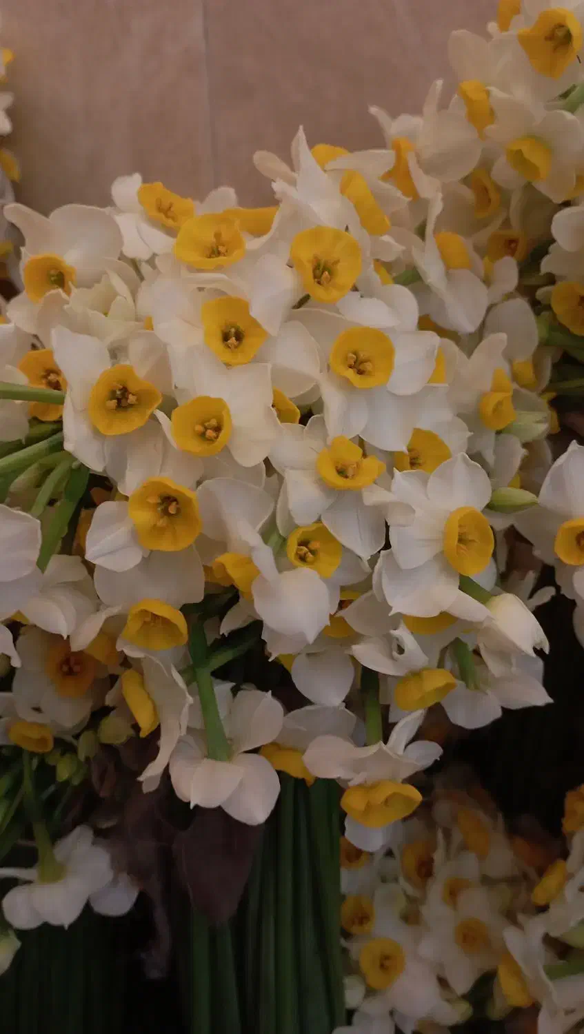 گل نرگس|گل و گیاه طبیعی|مشهد, شهرک بهارستان|دیوار