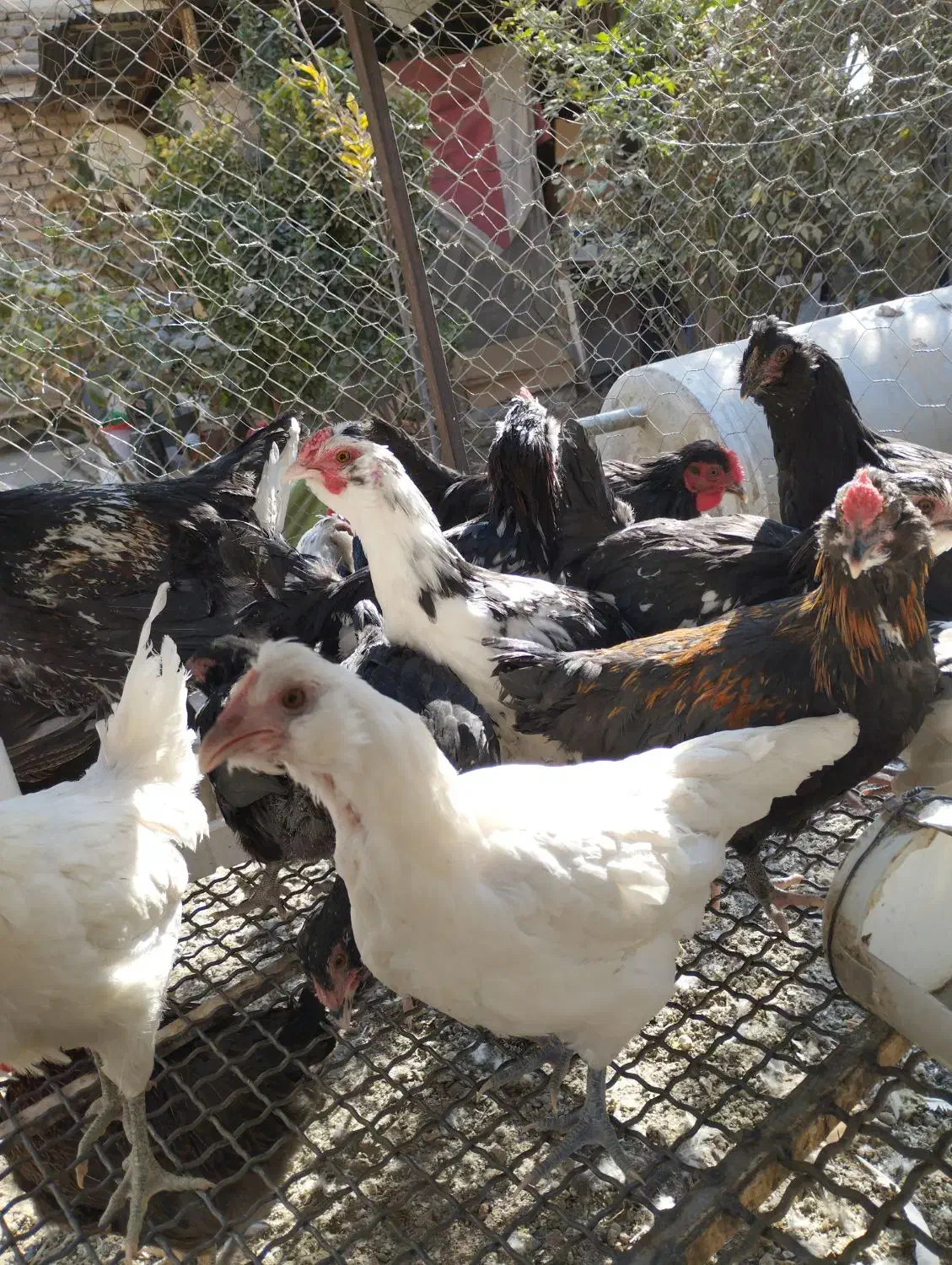 نیمچه مرغ گلین زیر مرغی|حیوانات مزرعه|کرج, شهرک جهان‌نما|دیوار