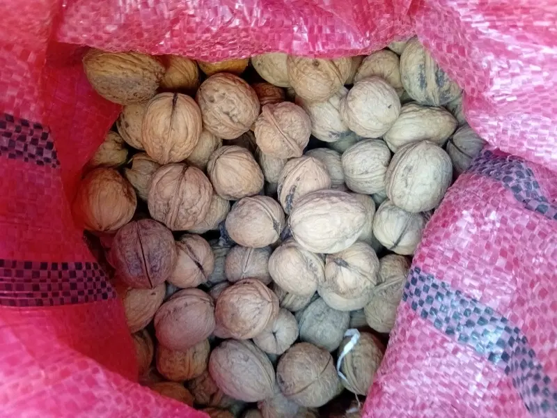 گردو|خوردنی و آشامیدنی|شیراز, شهرک کوشکک|دیوار