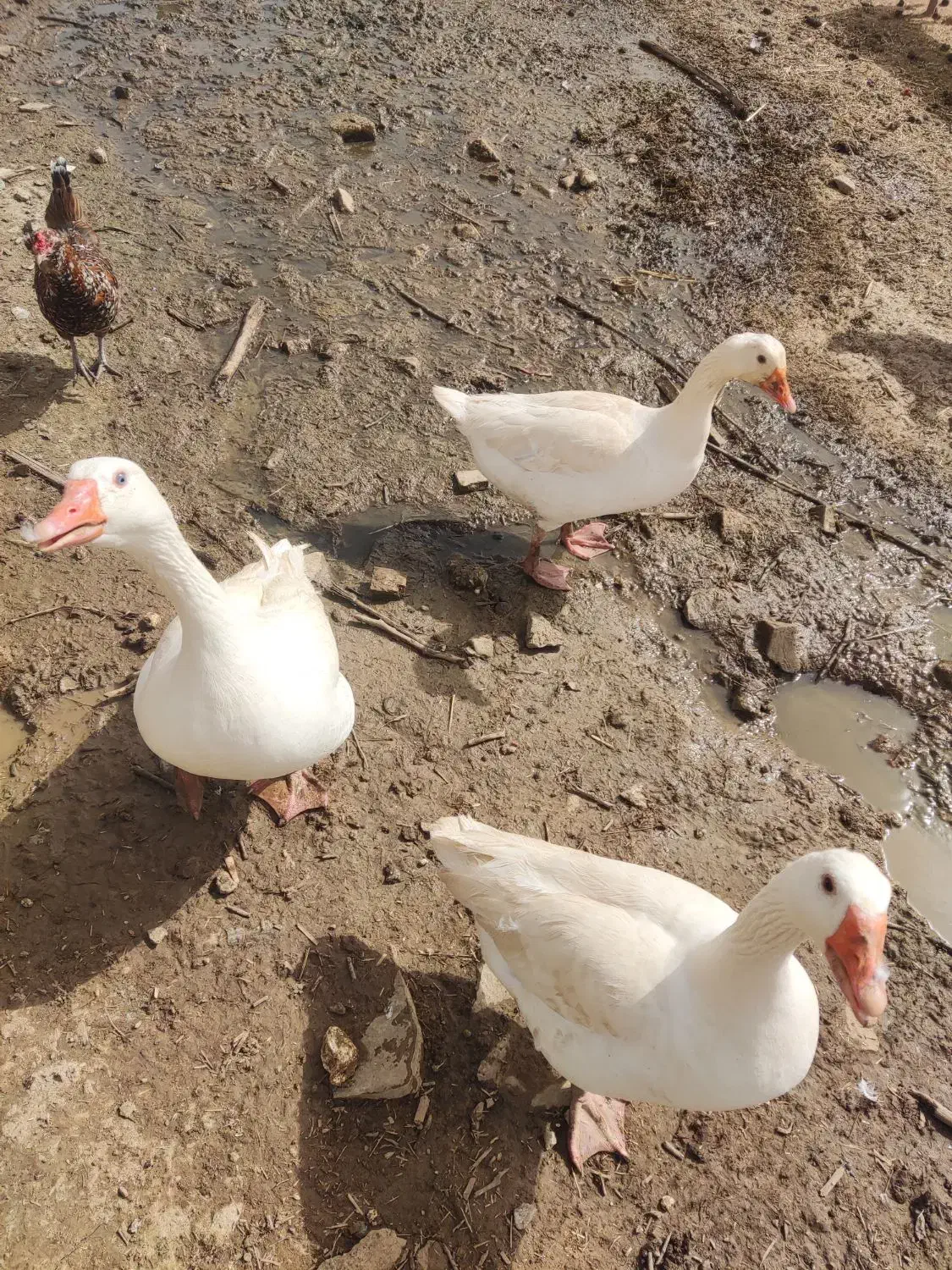 غاز|حیوانات مزرعه|مسجد سلیمان, |دیوار