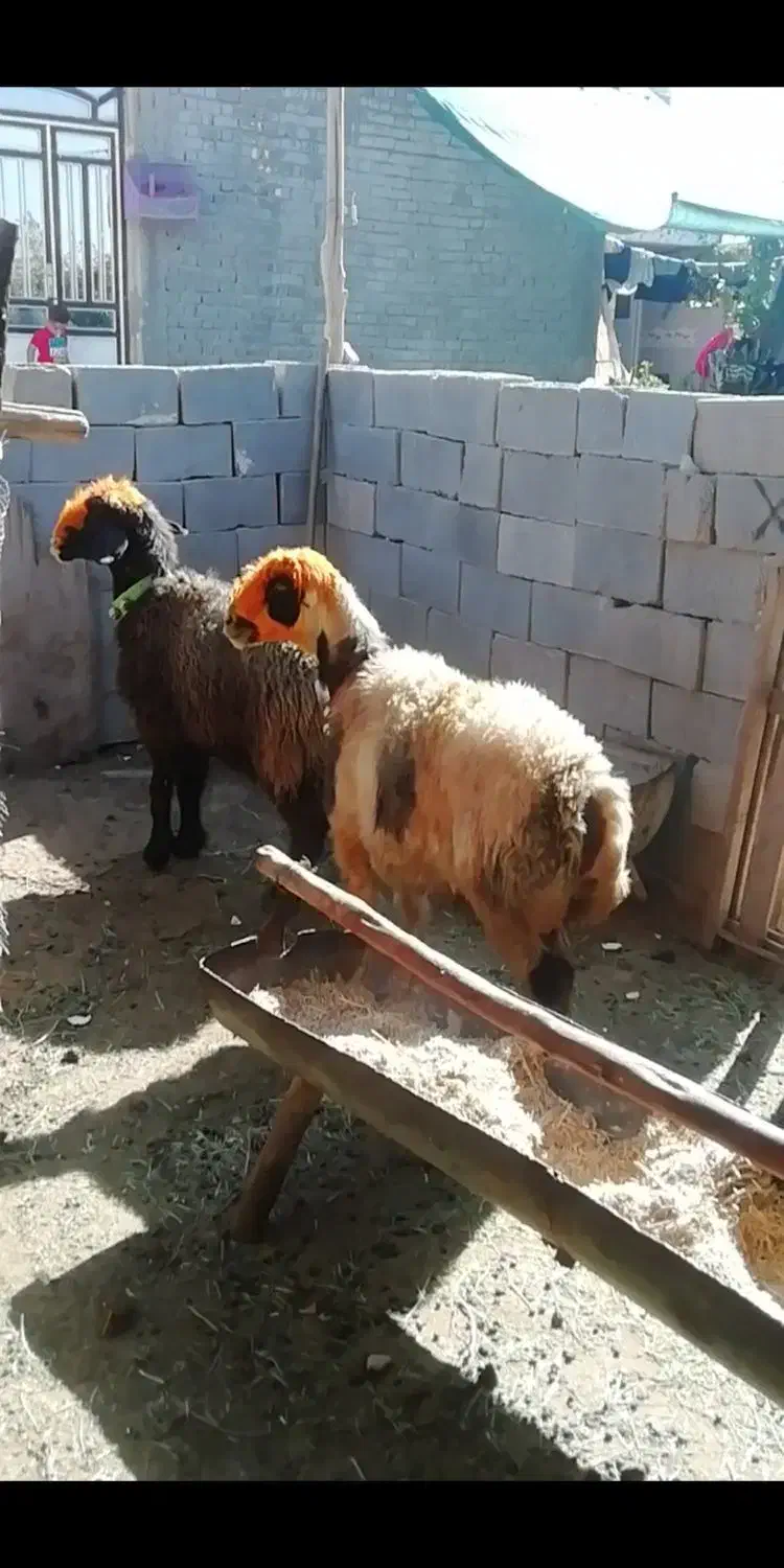 فروش میش بره کهره بز شیشک بختیاری شهر کردی|حیوانات مزرعه|کوار, |دیوار